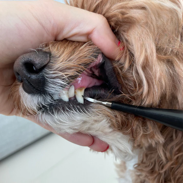 Pet Oral Care