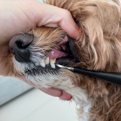 Pet Oral Care