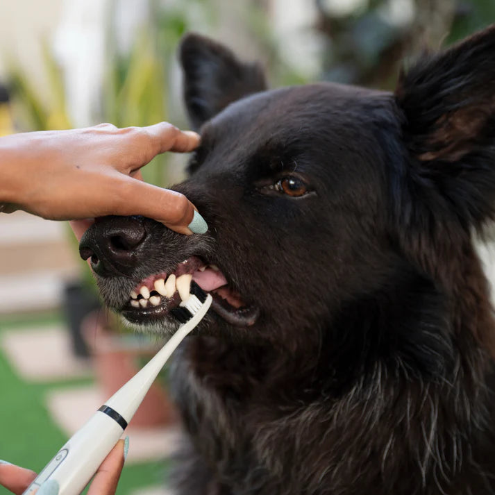 Pet Oral Care